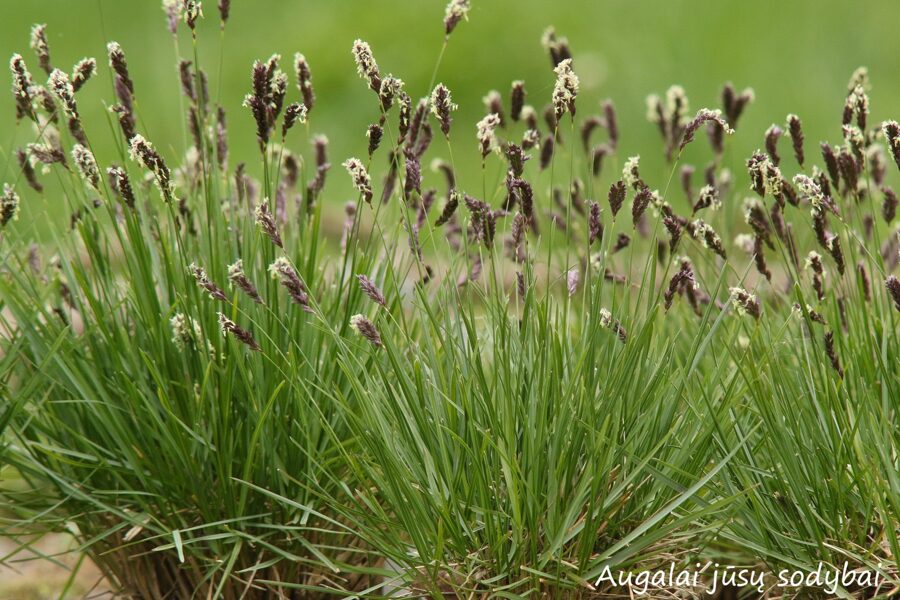 Mėlitas (Sesleria haufleriana)