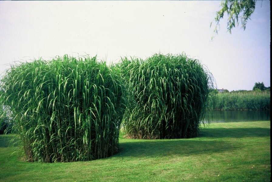 Aukštasis miskantas (Miscanthus x giganteus)