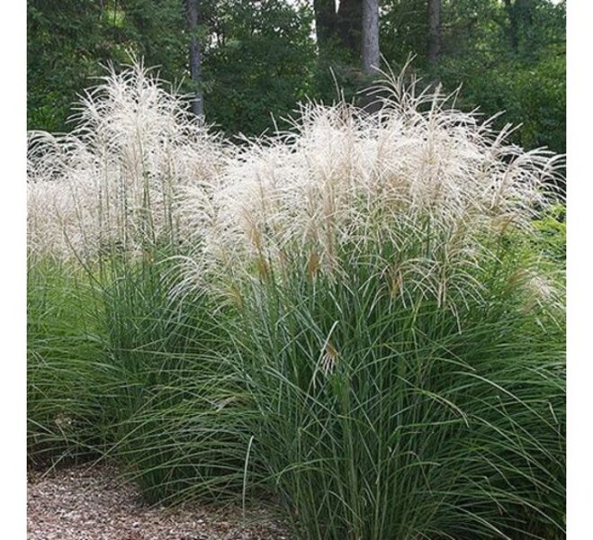 Kininis miskantas (Miscanthus sinensis) 'Graziella'