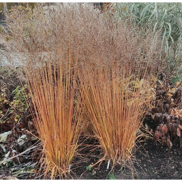 Melvenė nendrinė (Molinia arundinacea JS) 'Witches Broom'