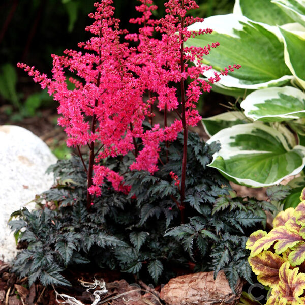 Astilbė (Astilbe) 'Moulin Rouge'