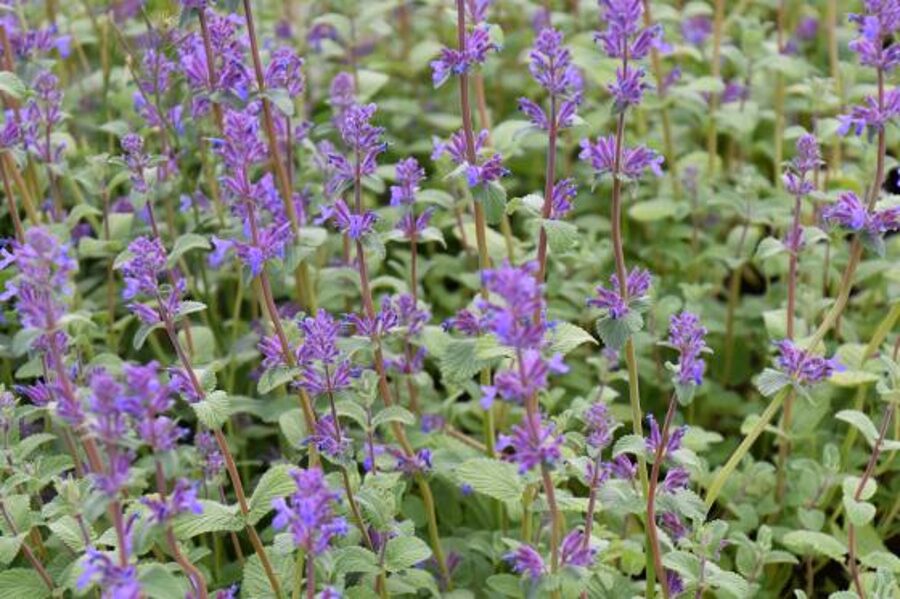 Kekinė katžolė (Nepeta racemosa) 'Grog'