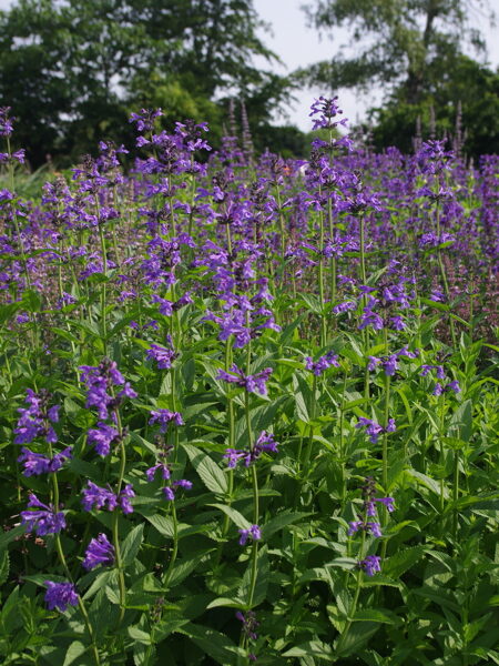 Katžolė sibirinė (Nepeta sibirica) 'Blue Beauty'