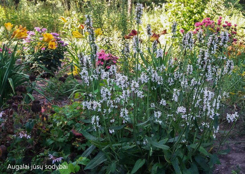 Notra (Stachys discolor)