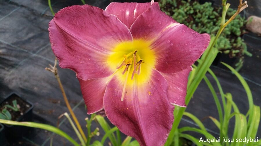 Viendienė (Hemerocallis) nr.1
