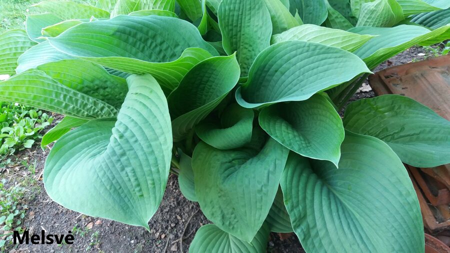 Melsvė (Hosta) nr.4