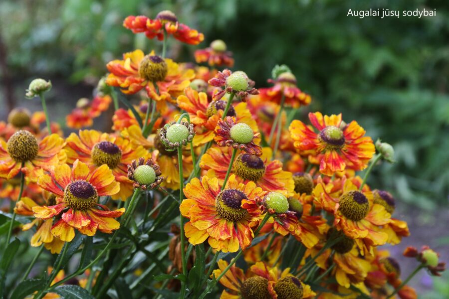 Saulainė (Helenium) 'Ragamuffin' nr.1