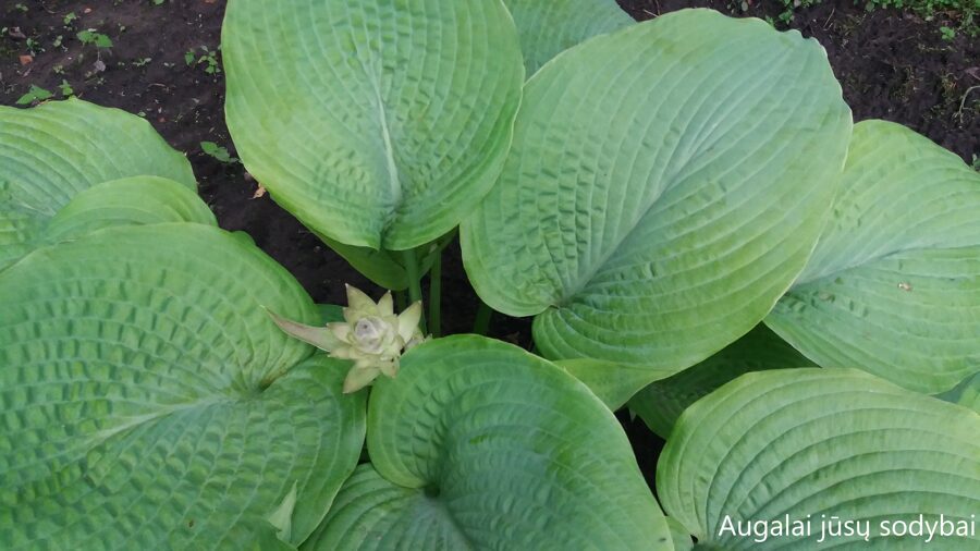 Melsvė (Hosta) nr.4