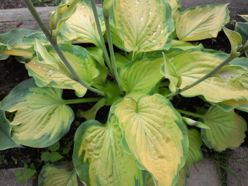 Melsvė (Hosta) 'Lunar Orbit'