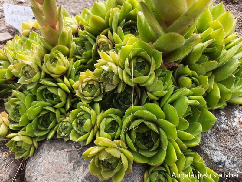 Šilropė (Sempervivum) nr.12