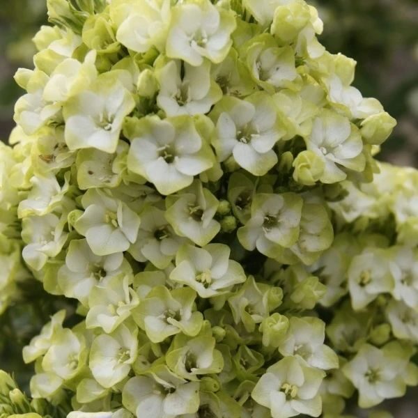 Flioksas (Phlox paniculata) 'Orchid Green'