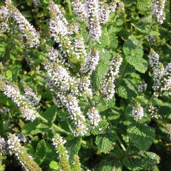 Obuolinė mėta (Mentha suaveolens) 'Jokka'