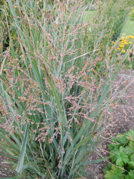 Rykštėtoji sora  (Panicum virgatum) ‘Cardinal'