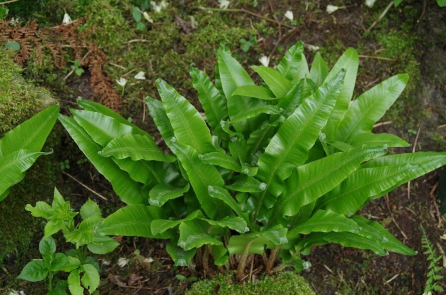 Paprastoji briedlielė (Phyllitis scolopendrium 'Undulata')