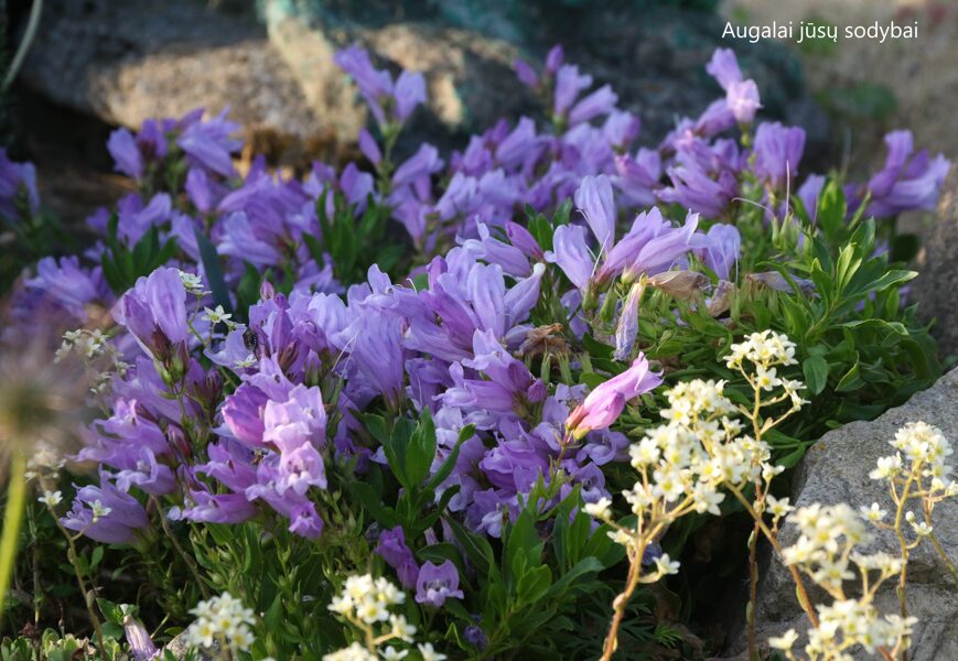 Penstemonas (Penstemon fruticosus)