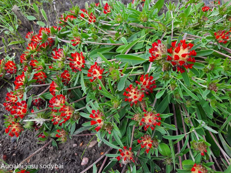 Perluotis (Anthyllis vulneraria var. coccinea)