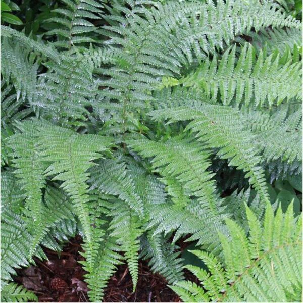 Žvynuotasis papartis (Dryopteris affinis) 'Pinderi'