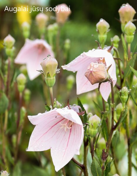 Plačvarpis (Platycodon grandiflorus) 'Pink'