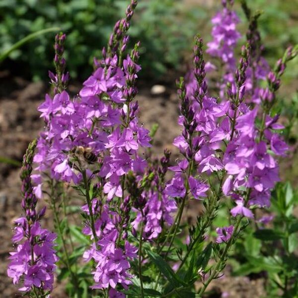 Veronika (Veronica) 'Ellen Mae'