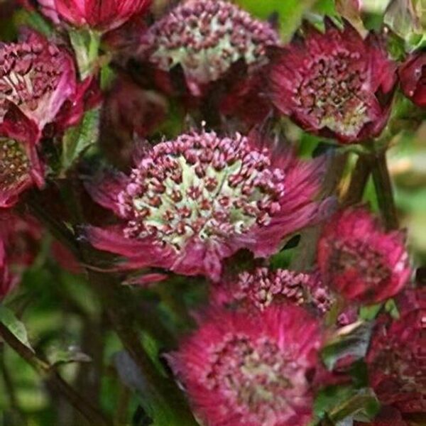 Astrancija didžioji (Astrantia major) 'Mouling Rouge'