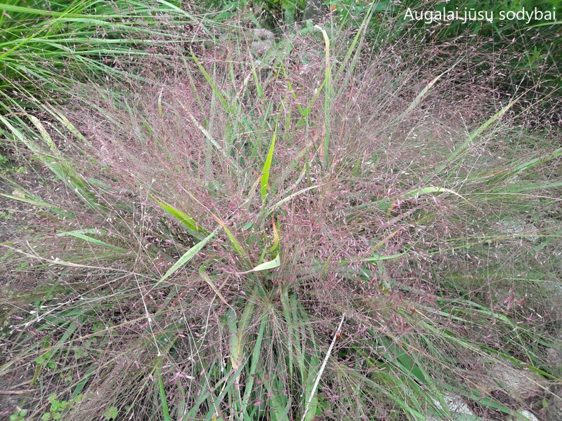 Posmilgė (Eragrostis spectabilis)