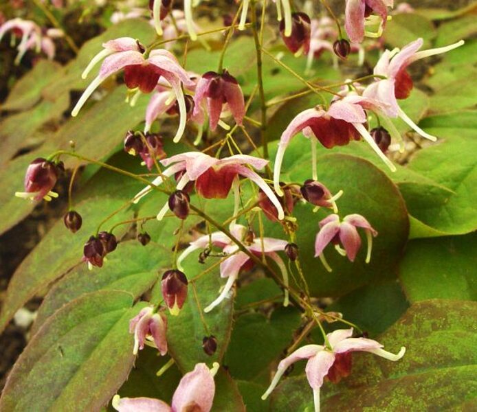 Epimedis (Epimedium) 'Pretty in Pink'