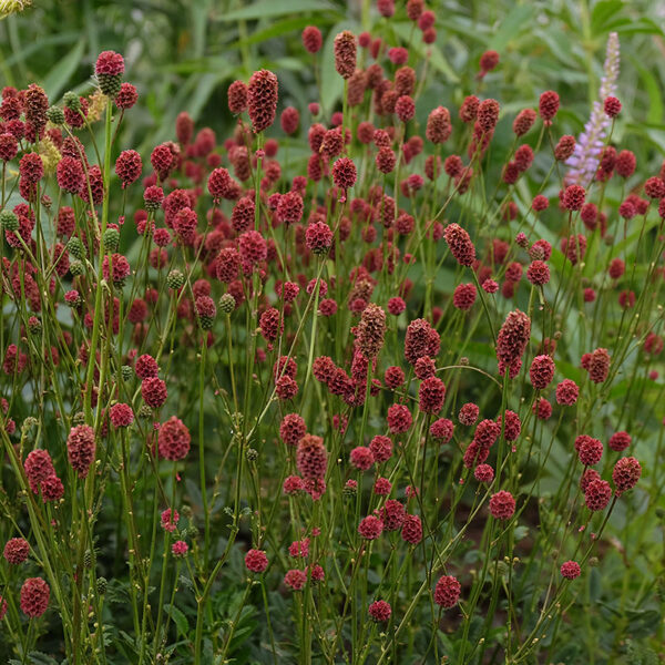 Kraujalakė' (Sanguisorba) 'Proud Mary'