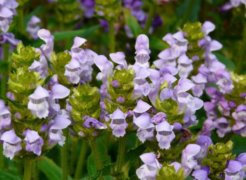 Juodgalvė didžiažiedė (Prunella grandiflora) 'Light Blue'