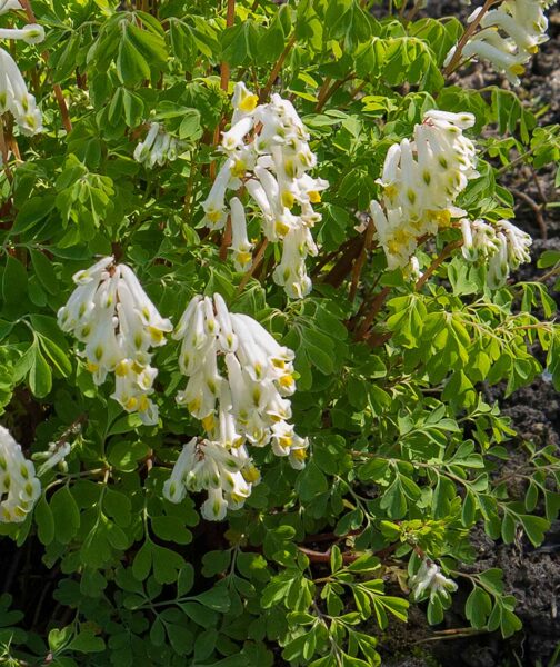 Rūtenis (Corydalis pseudofumaria alba)