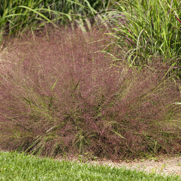 Posmilgė (Eragrostis spectabilis)