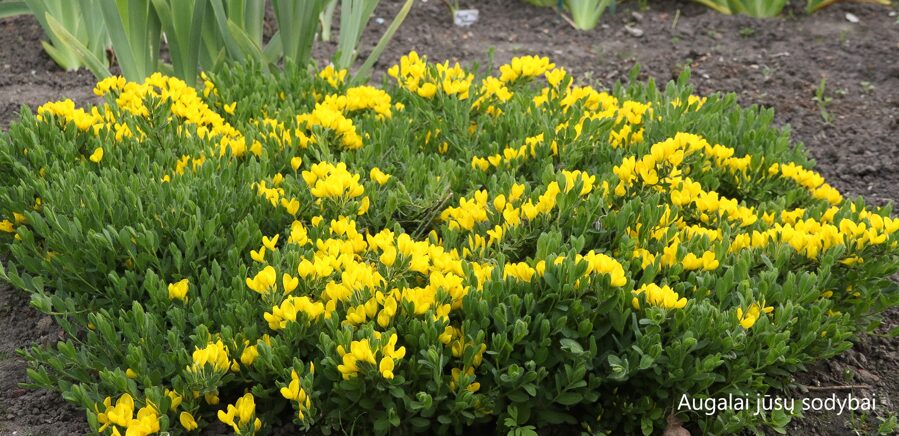 Raipstas (Cyticus decumbens)