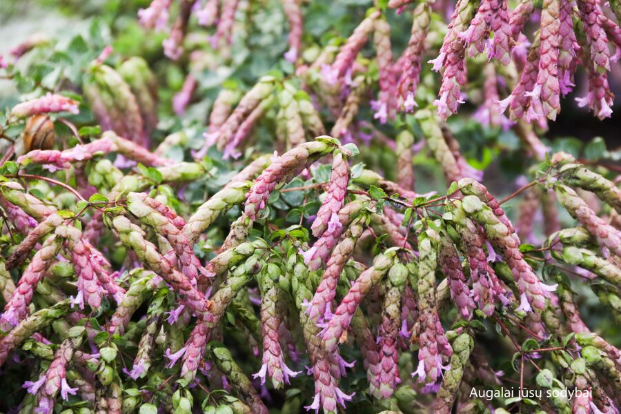 Raudonėlis (Origanum) 'Bristol Cross'