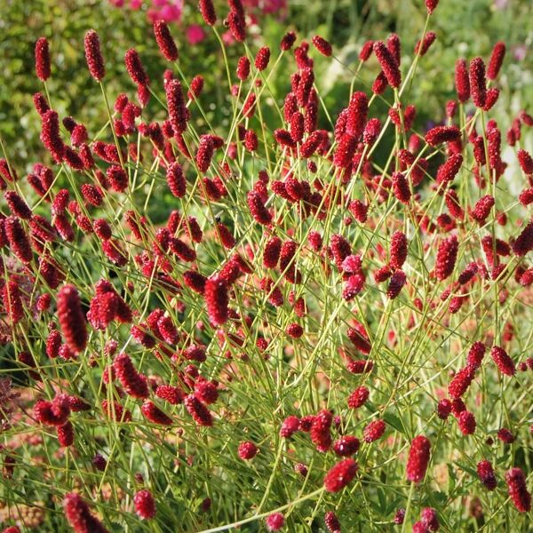 Vaistinė kraujalakė (Sanguisorba officinalis) 'Red Thunder'