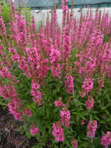 Raudoklė (Lythrum salicaria) 'Robert'