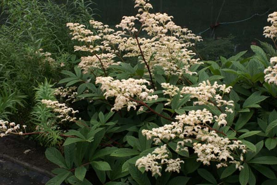 Rodžersija šeivamedinė (Rodgersia sambucifolia)