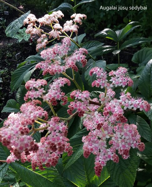 Rodžersija plunksnalapė (Rodgersia pinnata) 'Chocolate Wing'