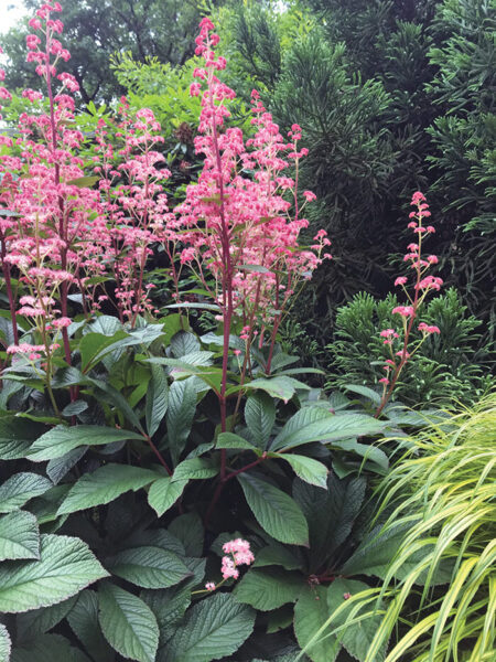 Rodžersija (Rodgersia) 'Bronze Peacock'