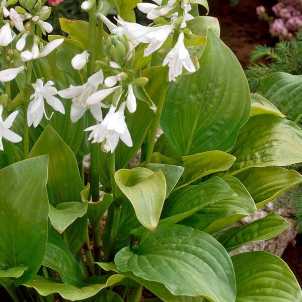 Melsvė (Hosta) 'Royal Standard'