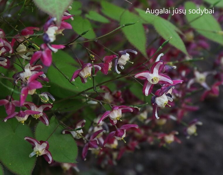 Epimedis raudonasis (Epimedium x rubrum)