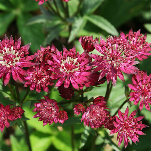 Astrancija didžioji (Astrantia major) 'Ruby Wedding'