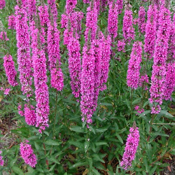 Raudoklė (Lythrum salicaria) 'The Beacon'