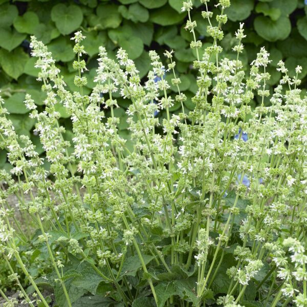 Mentūrinis šalavijas (Salvia verticillata) 'Alba'