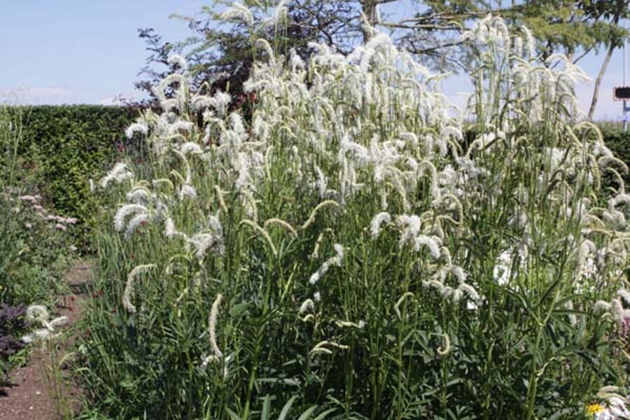 Kraujalakė (Sanguisorba) 'Figaro'