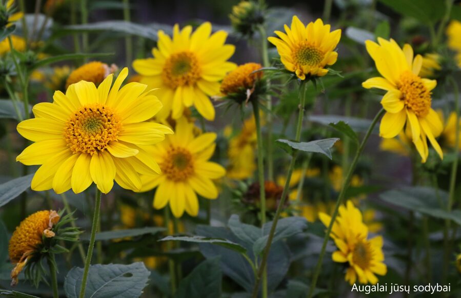 Saulėgrąža geltongraižė  (Helianthus decapetalus) 'Meteor'