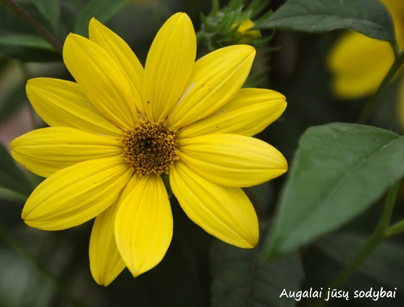 Saulėgraža (Helianthus microcephalus) 'Straffe Prairie Gast'