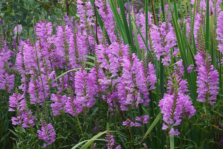 Pūstatauris virgininis (Physostegia virginiana) 'Bouquet Rose'
