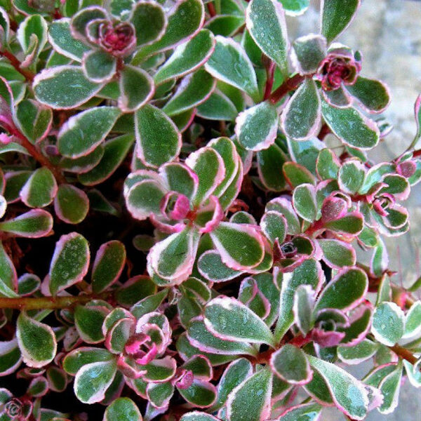 Kaukazinis šilokas (Sedum spurium) 'Tricolor'