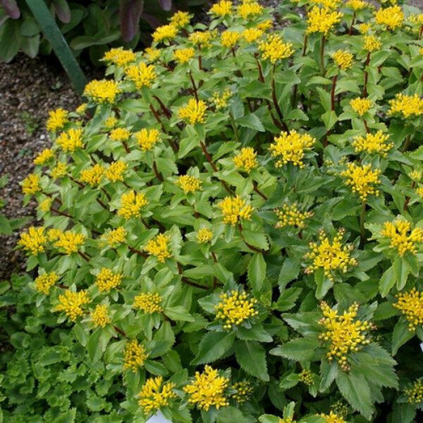 Šilokas gajusis (Sedum aizoon) 'Aurantiacum'