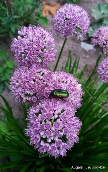 Žilasis česnakas (Allium senescens)