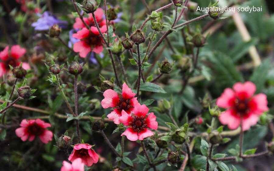 Sidabražolė nepalinė (Potentilla nepalensis)